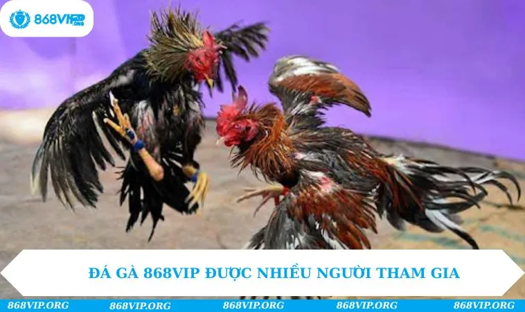 Đá Gà 868VIP 226 Đá gà 868VIP được nhiều người tham gia