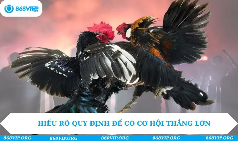 Đá Gà 868VIP 226 Hiểu rõ quy định để có cơ hội thắng lớn