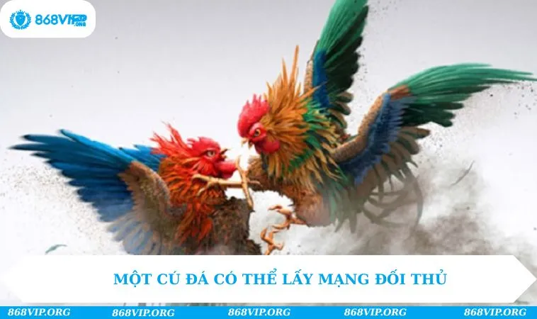 Đá Gà 868VIP 226 Một cú đá có thể lấy mạng đối thủ